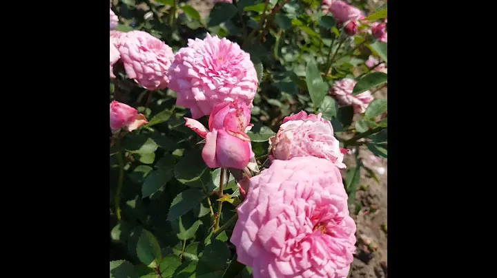 EDROSES/Роза 🌹Дьюранс Ансьон ( Durance Ancian ) Massad Франция, 2008ю Шрабы (Modern Shrub)