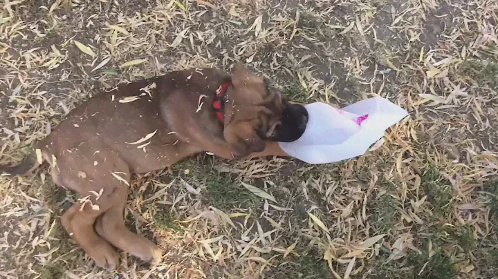 Dog domain