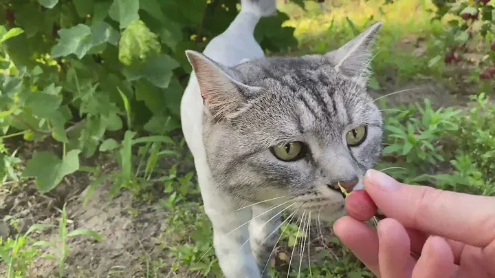 Любопытный Кот обходит свои владения!!!! Curious Cat walks around its domain!!!!