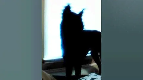 Domen dog broke into my house!