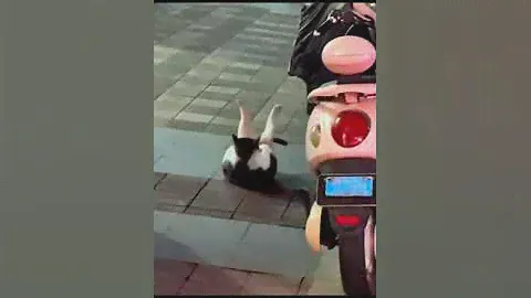 Как тренируются коты специального назначения (перезалив)