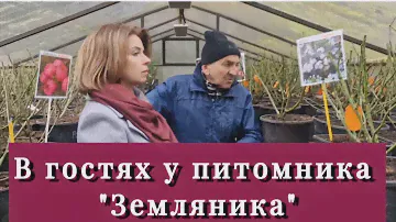 Лучший питомник, где я покупаю гортензии и розы!