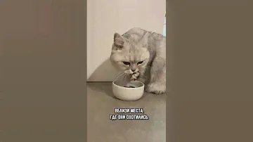 Где нужно ставить кошачью  миску для воды #коты #кошка #кот