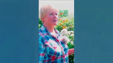 розы шрабы 1
