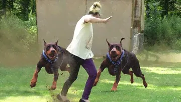 Dobermans Are a Nightmare for your Unexpected Guests!