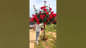 Штамбовая Роза