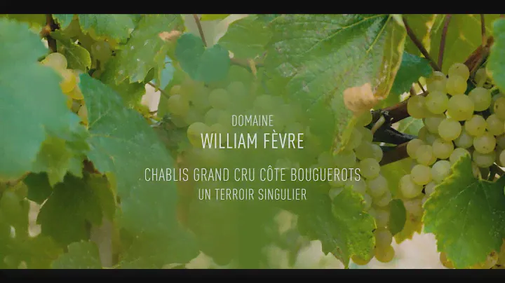 Domaine William Fèvre, Chablis grand cru Bouguerots – un terroir singulier (épisode 5)