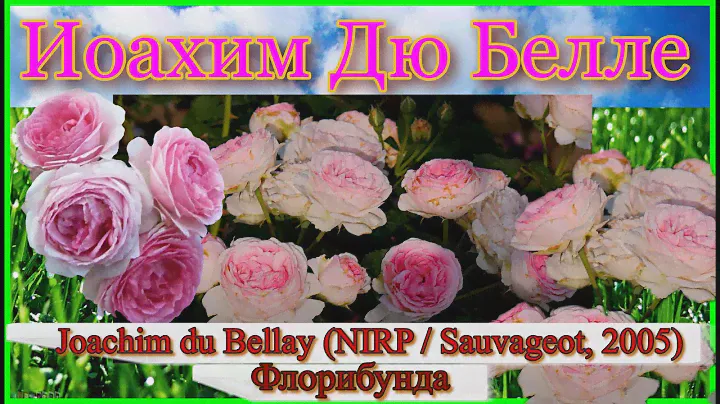 Видео обзор розы Джехим Дю Белле (Флорибунда) - Joachim du Bellay (NIRP / Sauvageot, 2005)