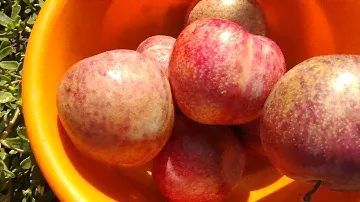 Новинка! Плуот Даппл Данді. Pluot Dapple Dandy. Незвично привабливий і ексклюзивно смачний.
