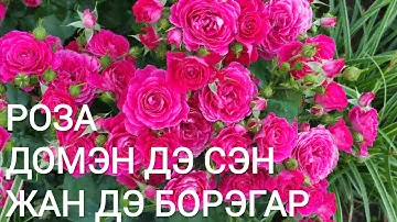 Хотите миллион бутонов? Это роза для вас.🌹🌹🌹🌹🌹