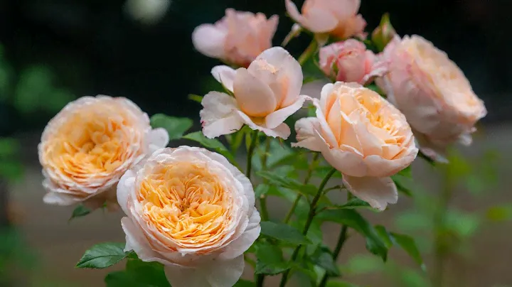 [Delbard Rose] Domaine de Chantilly Rose 2023.6.7.