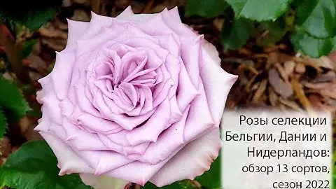 Розы селекции Бельгии, Дании и Голландии: обзор 13 сортов роз европейской селекции, сезон 2022
