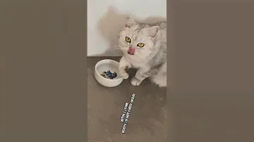 Почему кошка двигает лапкой миску с водой