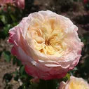 Роза на штамбе Domaine de Chantilly/Домен де Шантий