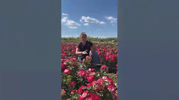 Роза Принц Монако #сад #огород #дача #семена #семенаалтая