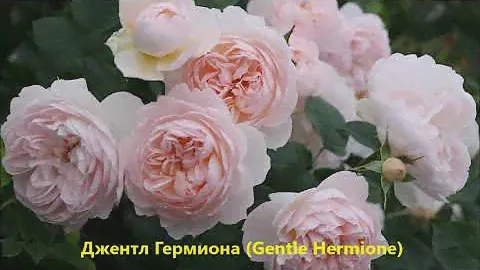 Не королевские саженцы из питомника "Королева Роза"