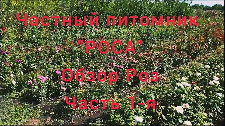 Обзор роз питомника"РОСА" Розы осень 2022 3-я волна цветения саженцы роз