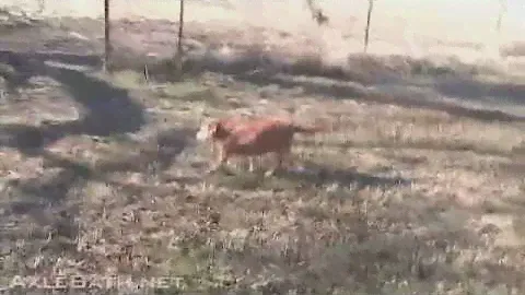 Sammie's Domain (RIP)