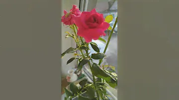 Домен де Сен Жан де Борегар. Полуроспуск💞❤️🍀