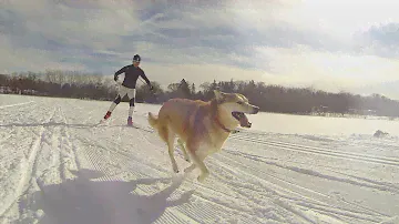 Nature's Domain Dog Food Ad