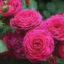 Роза флорибунда Домен де ст
