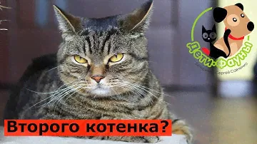 Стоит ли заводить второго котенка?