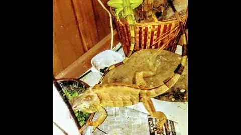 Buddy & Jumanji "Male Iguanas, Common Domain"