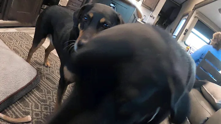 RV Dog  Domain