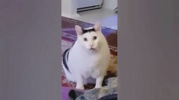 Кот Бендер мем из рилс кот мяукает видео для тик ток для Рилс нарезанное