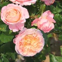 Роза Domaine de Chantilly (Домен де Шантийи)
