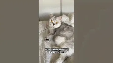 Почему у кошки дергается спина #коты #кошка #кот