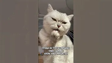 Правда ли, что у беспородных кошек здоровье крепче, чем у породистых #кошка #коты #кот