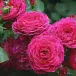 Роза флорибунда Домен де ст