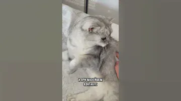 6 признаков того, что котик тебя боится #кот #коты #кошка