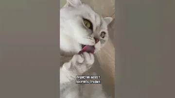 Почему антицарапки опасны для котов #кот #кошка