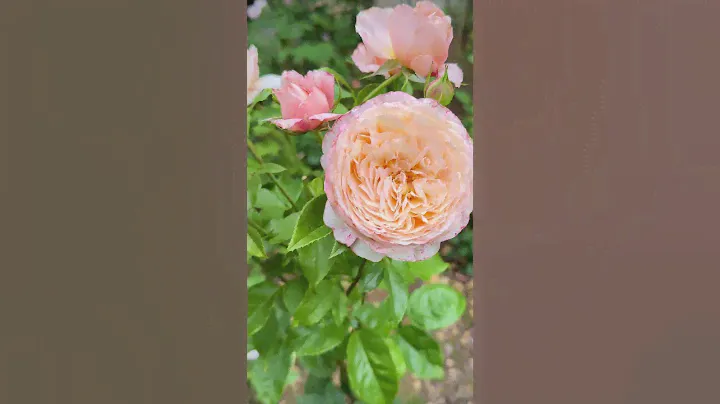 [Delbard Rose] Domaine de Chantilly Rose in Luna's Rose Garden 2023.6.5.