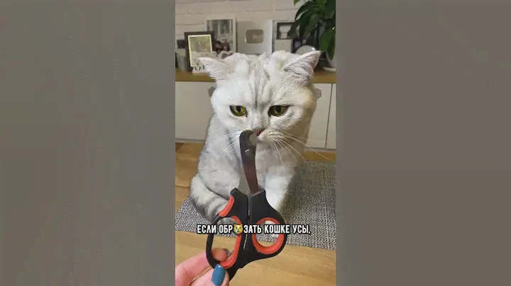 Что случится, если обрезать коту усы #кошка #кот #коты